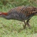 Buff-banded Rail
